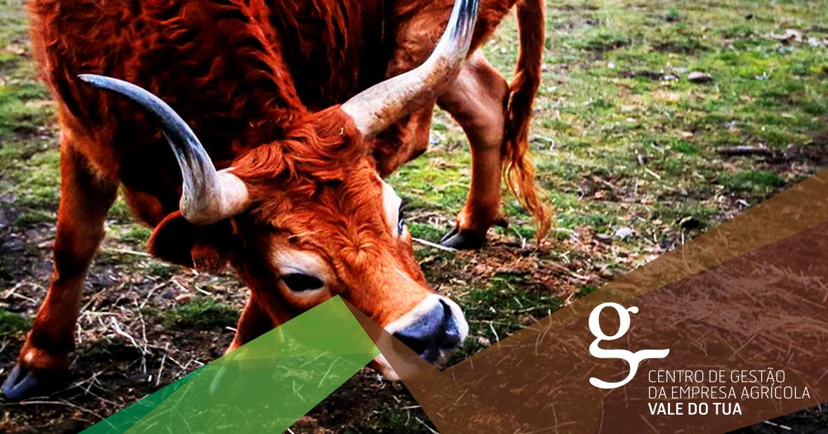 Homepage CGEA Vale do Tua Homepage CGEA Vale do Tua